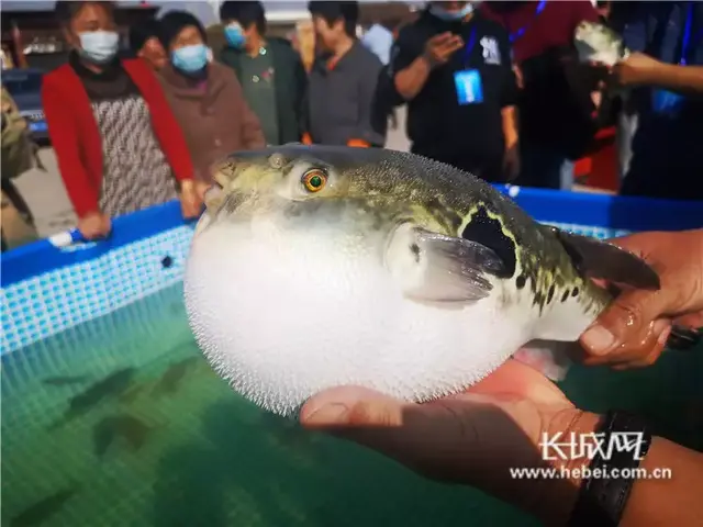 中国北方最大的河豚养殖基地在曹妃甸