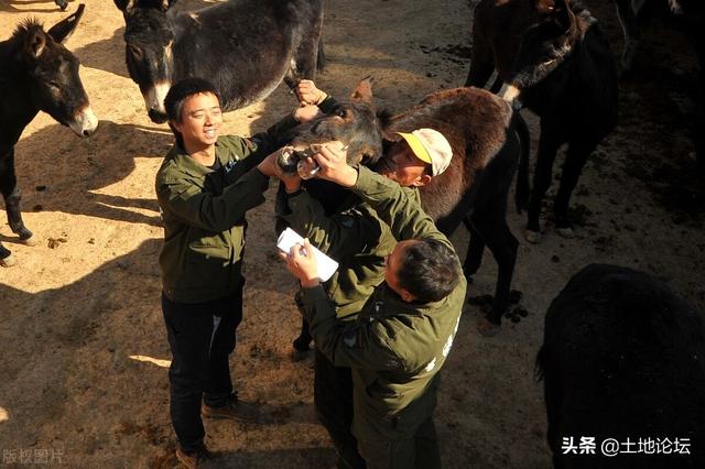 农民返乡投资养驴，一年能回本？听听老农怎么说