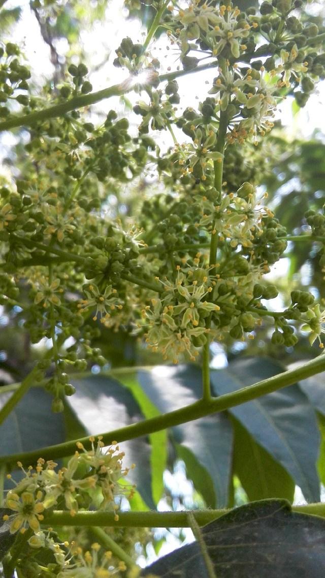 风水老先生告诉你，家中常摆放这几种植物，能财源广进，一生平安