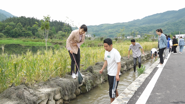 黄山区：“稻渔共生”新模式