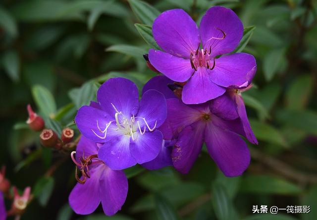 夏花（四十四）——巴西野牡丹