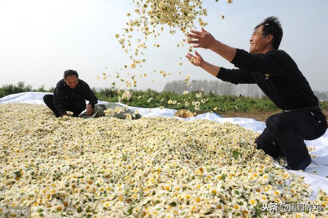 养鸡秘诀：菊花在养鸡中的妙用，养鸡人收藏一下吧！