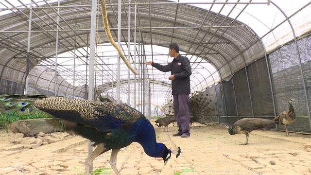 视频丨孔雀“飞进”寻常百姓家，年养殖效益轻松过十万元