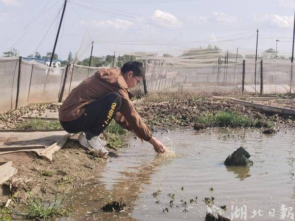 云梦倒店乡：稻蛙共生，青蛙变“金蟾”