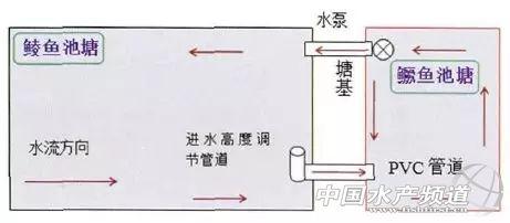 循环水养殖鳜鱼和鲮鱼，增产增效病害少，怎么操作？