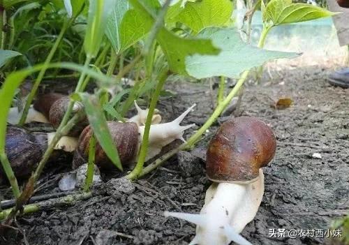 白玉蜗牛怎么养才好？白玉蜗牛的高效养殖技术