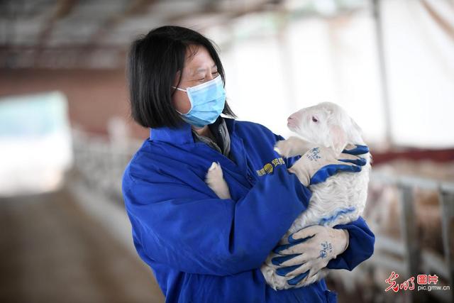 江西高安：“羊产业”助脱贫