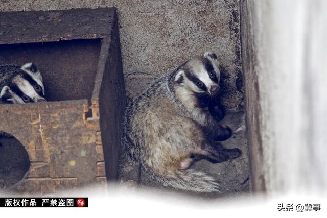 河北小伙5年驯化野生獾，已成全国獾油生产基地