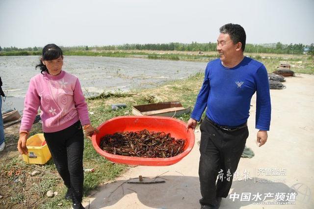 山东小龙虾陆续上市，近期价格回落但总体行情向好