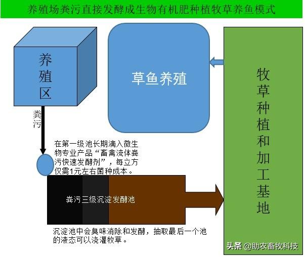 南方草鱼养殖种植什么牧草好？实用操作技术值得你收藏