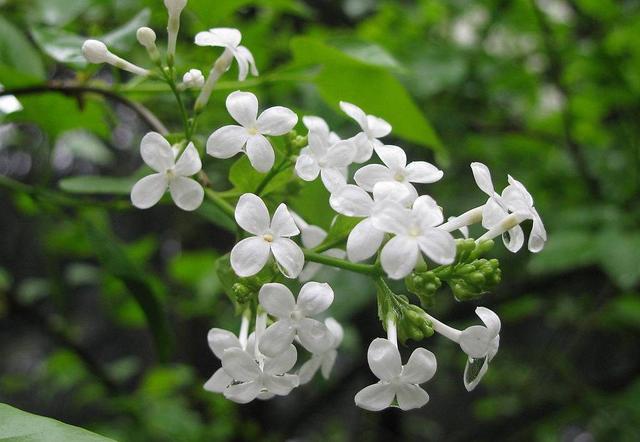 诗情画意的丁香花，养在家里品味高，淡淡花香久久不断