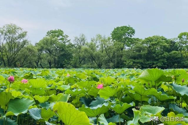 湖北荆州四湖：洪湖、长湖、三湖、白鹭湖