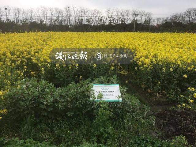 浙大教授“捡”垃圾打造昆虫农场 专门消灭餐厨垃圾