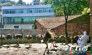 湖南有驼鸟养殖场吗(浏阳一村民无证驯养100余只鸵鸟 涉非法经营罪被立案调查)