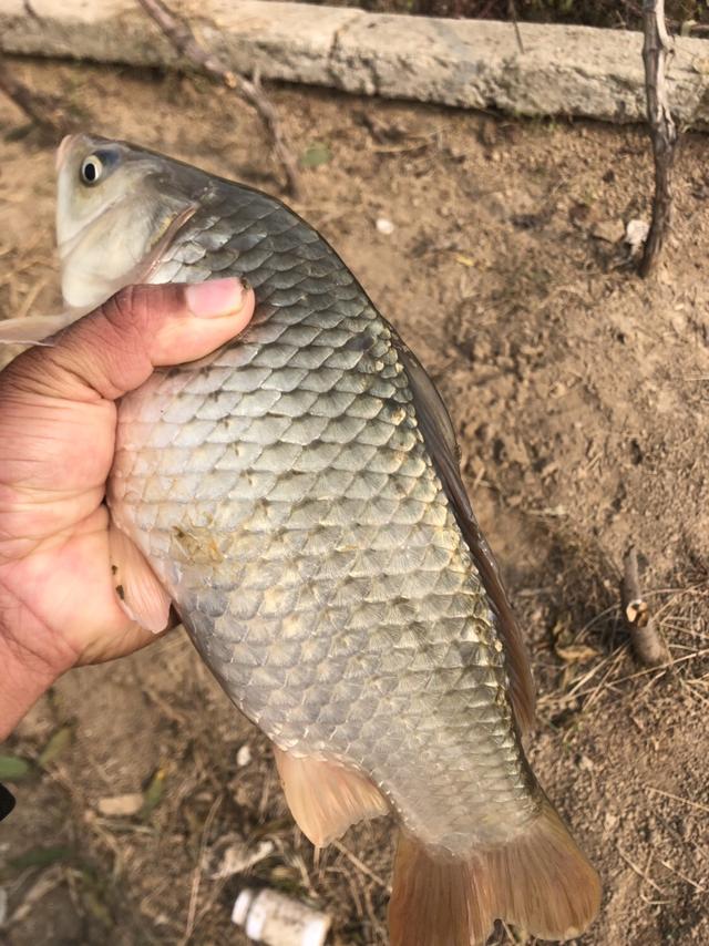 养殖塘里好鱼情，鲫草鳊鲤螺蛳青