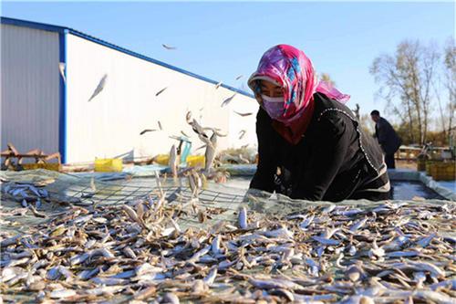 养殖泥鳅的利润、产量如何？养殖泥鳅需要什么条件，一文说清