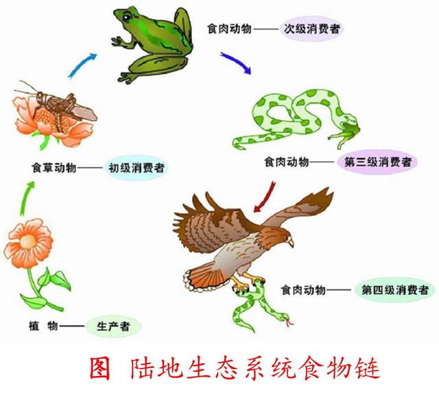 蛇出没！广西城市最常见的两种毒蛇，4月最危险 为何不能捕杀？