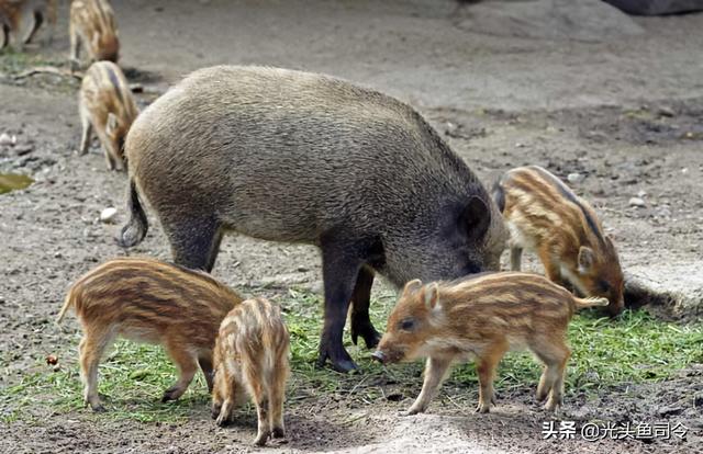 一年2胎一次12只，野猪的“好日子”快没了，网友：水都烧开了