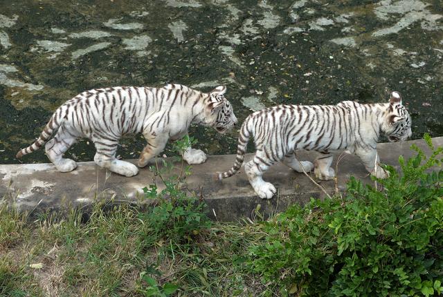 新来的大熊猫、新出生的萌宝……十一假期到石家庄市动物园看看新面孔