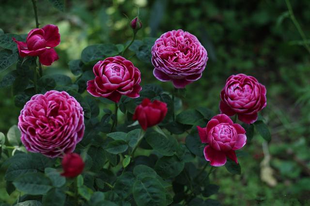 日本玛丽—月季里的“妖花”，似牡丹芍药，香气浓郁，四季都开花