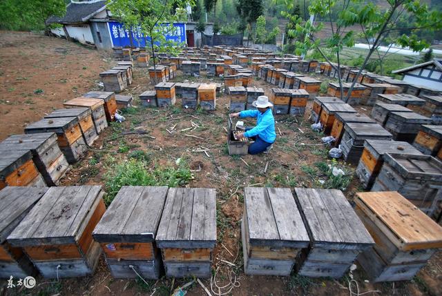 蜜蜂养殖技术  细说盗蜂（上）