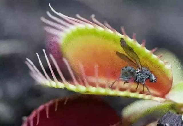 “驱蚊植物”有效吗？科学实验结果来了，一看吓一跳……