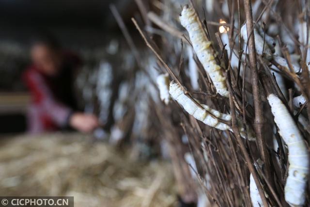 贵州毕节：传统桑蚕养殖助力乡村振兴