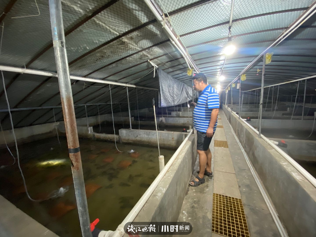 比小龙虾大2-3倍，出肉率还是它的2.5倍，本塘澳洲淡水龙虾旺季来袭