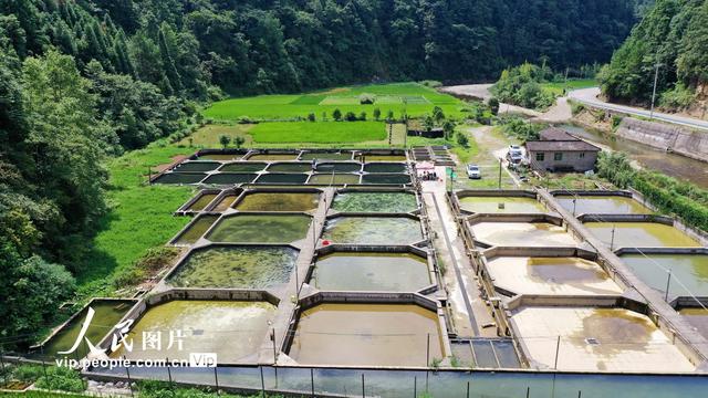 贵州榕江：冷水鱼养殖“鲟”出致富路