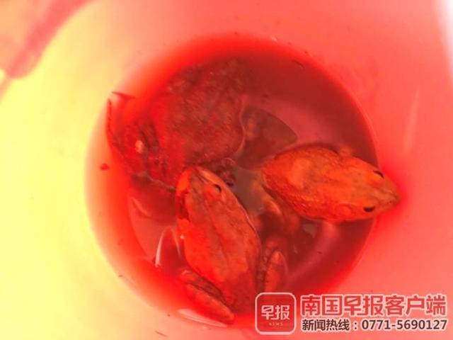 呱呱！夜半蛙声扰民 南宁一小区业主露台养蛙遭投诉