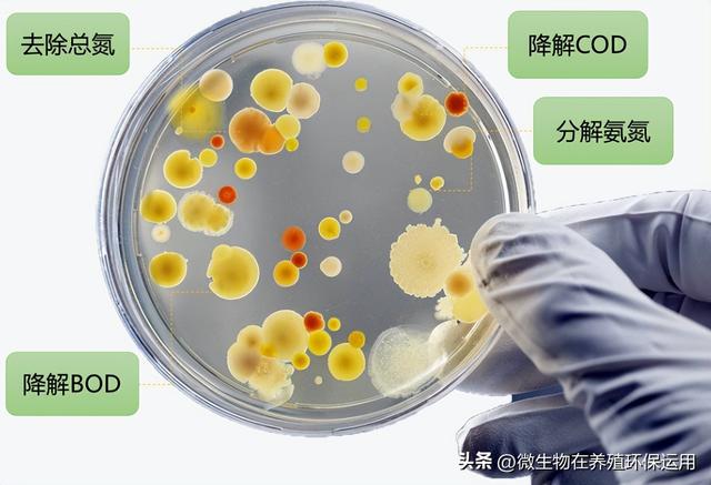 养殖废水流入到小沟渠中导致污染后用微生物技术的快速处理技术