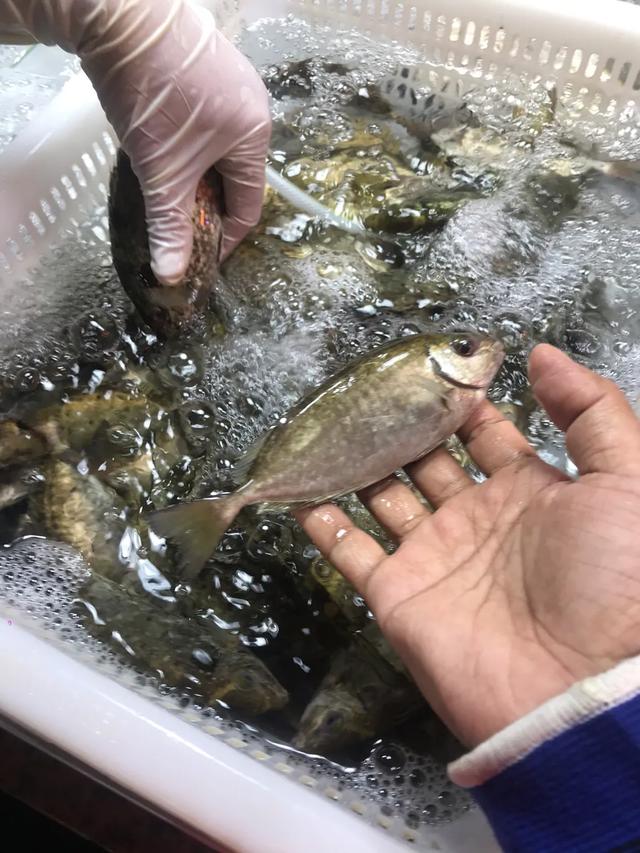 吃货必来，喜逛珠海斗门海鲜市场