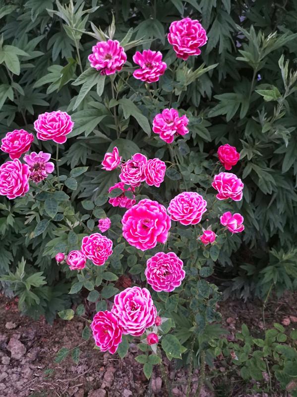 日本玛丽—月季里的“妖花”，似牡丹芍药，香气浓郁，四季都开花