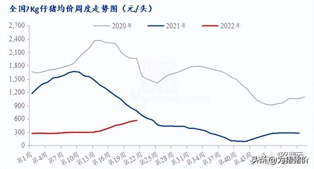 规模场、散户买猪苗热情下降，补栏接近尾声！四川仔猪或掉价