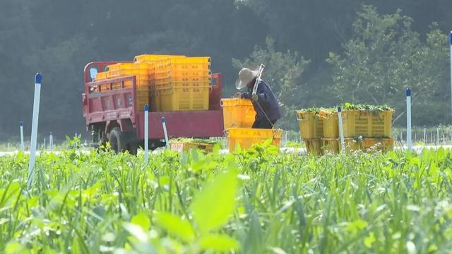 广东省首个万头肉牛养殖基地落户肇庆！同期启动的还有这些项目……