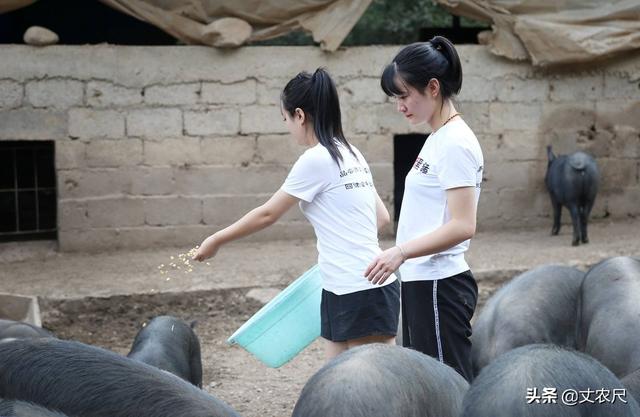 大棚内养猪是否合法？土地流转，“一田多转”下，农民如何维权？