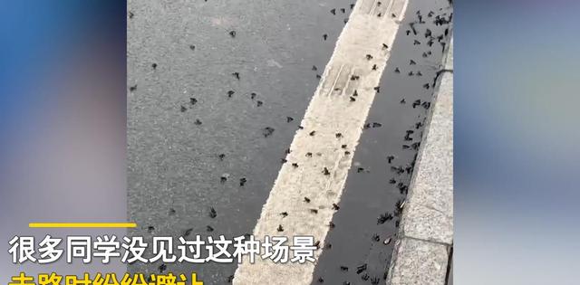 湖南惊现癞蛤蟆集体跑路，这到底是怎么回事？