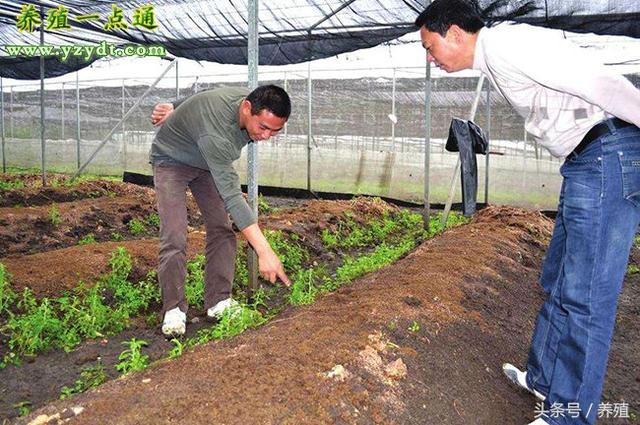 蚯蚓半地下池养殖法，方法科学是养殖成败的关键