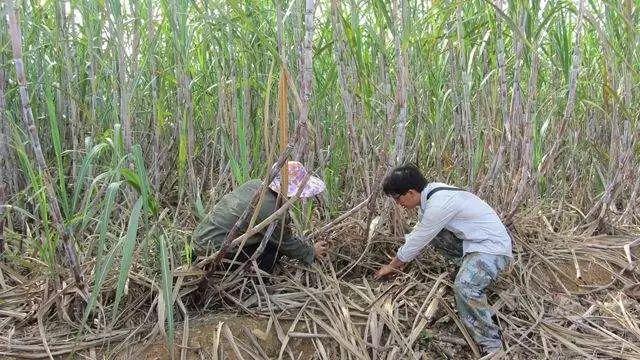 「产业扶贫」广西“变废为宝”串起农业生态循环链