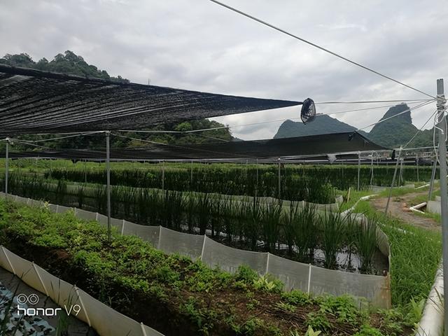 封闭小山村巨人稻下养殖青蛙