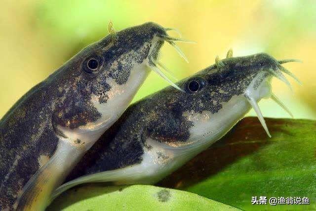 水库泥鳅精！广东水库老乡钓起“巨鳅”，当地人：几十年没过了