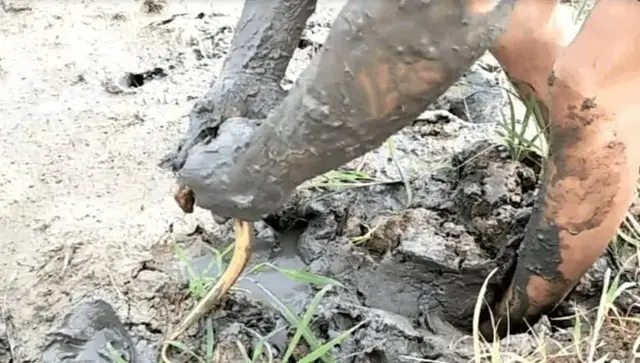 黄鳝，淡水水族中的小角色，凭什么成了直播时代的网红