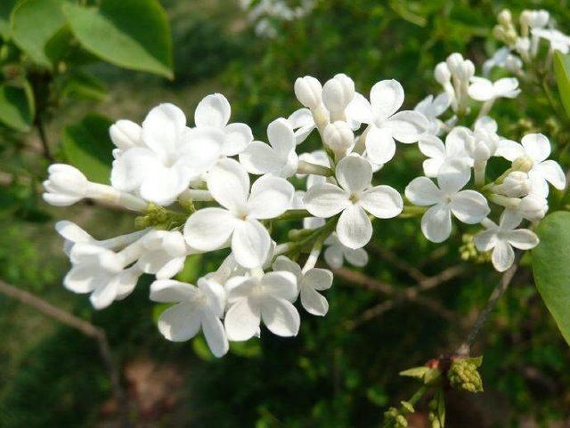 诗情画意的丁香花，养在家里品味高，淡淡花香久久不断