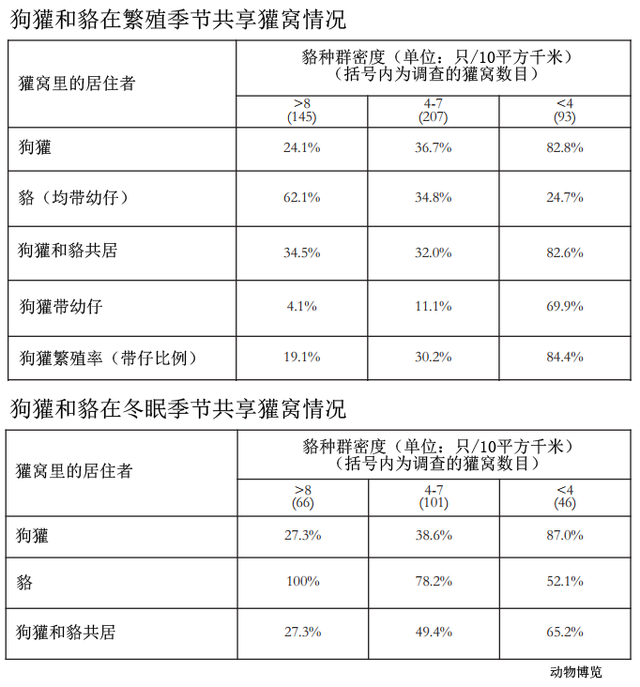 辟谣：鼬科无敌？看小小的貉把狗獾收拾得没脾气