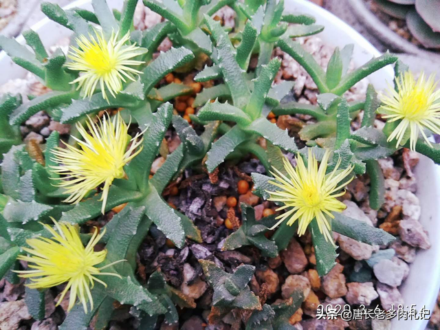 多肉开花不好看？试试养黄花照波和芳香波以及奔龙，开花可漂亮了