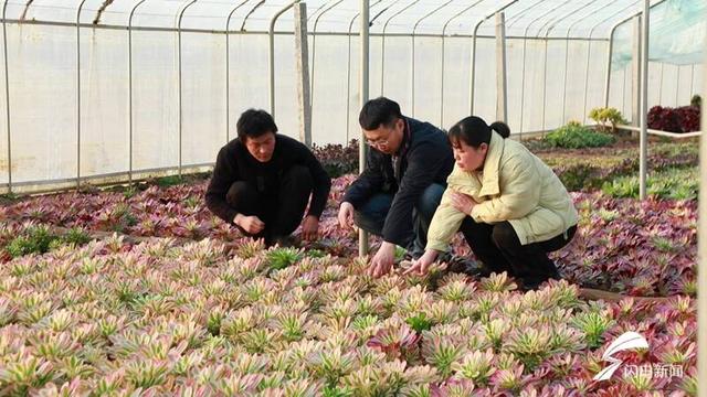 春天到多肉“花园”寻宝！看聊城种植户如何把花盆变成“致富盆”