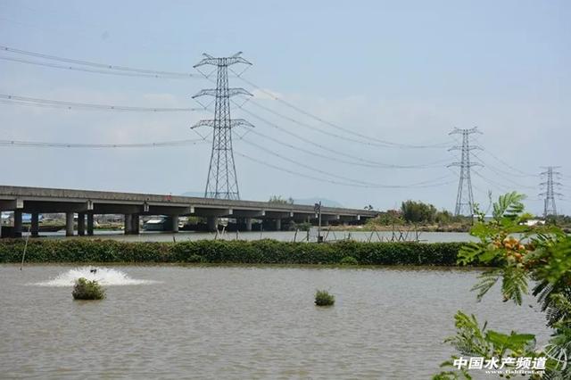 “中国海鲈之乡” 珠海白蕉镇：多管齐下助海鲈走出去