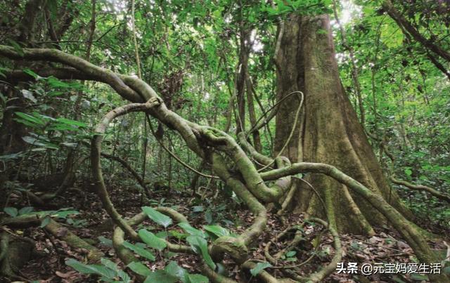 蛇的寿命到底有多长？荒郊野外为何很难见到死掉的蛇？它们去哪了