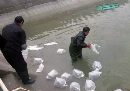 怎么养殖丰年虫比较好(养虾老司机聊对虾投苗的偏门知识：投放虾苗，首选阴天)