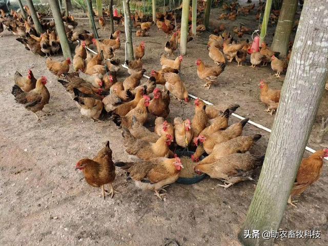 发酵饲料养鸡，鸡场不臭鸡肉香，降本增效（含肉鸡蛋鸡配方）